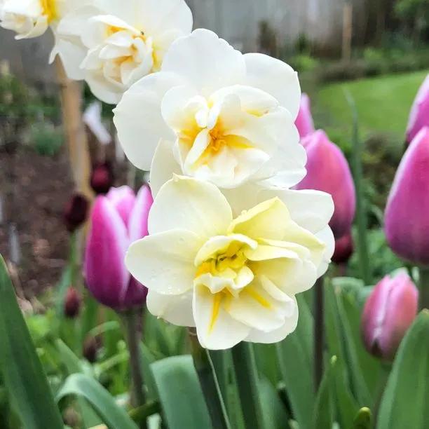 Cheerfulness Daffodil (Narcissus Cheerfulness) Hero Img